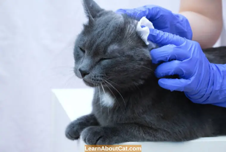 Other Causes of Ear Discharge in Cats