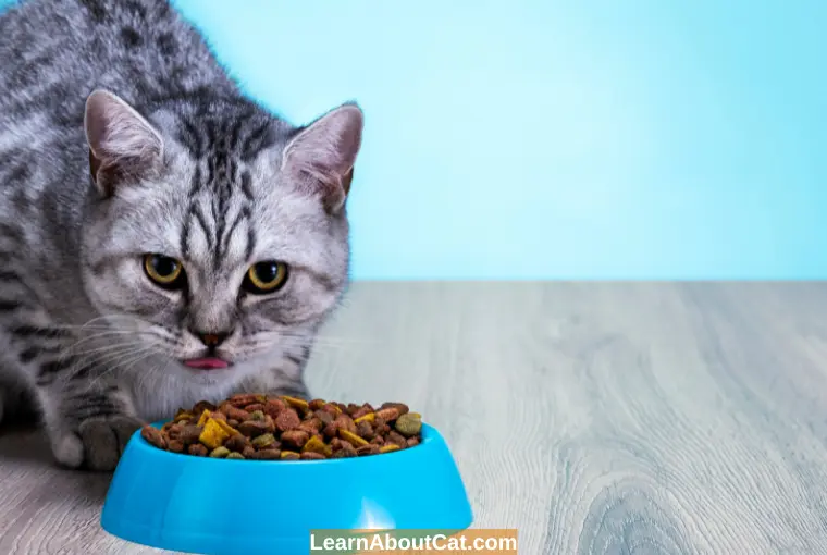 What to Feed a Cat to Help Them Gain Weight