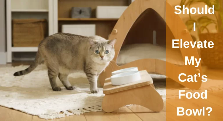 Should I Elevate My Cat’s Food Bowl? What You Need To Know