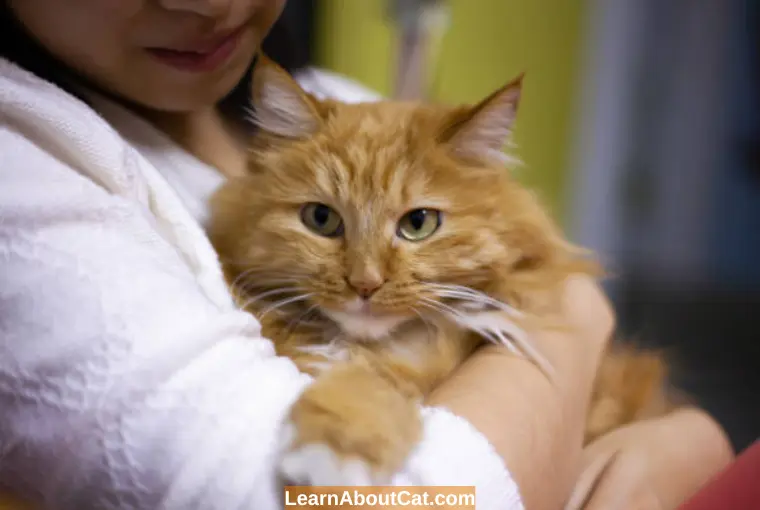 Signs and Symptoms of Pain in Cats