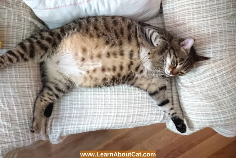 Suggestions for Helping your Cat to Lose Weight