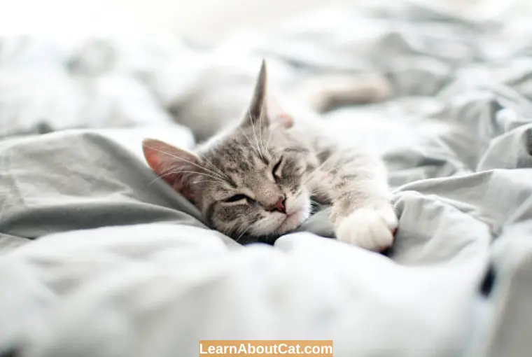 The Best places for Your Kitty to Sleep at Night