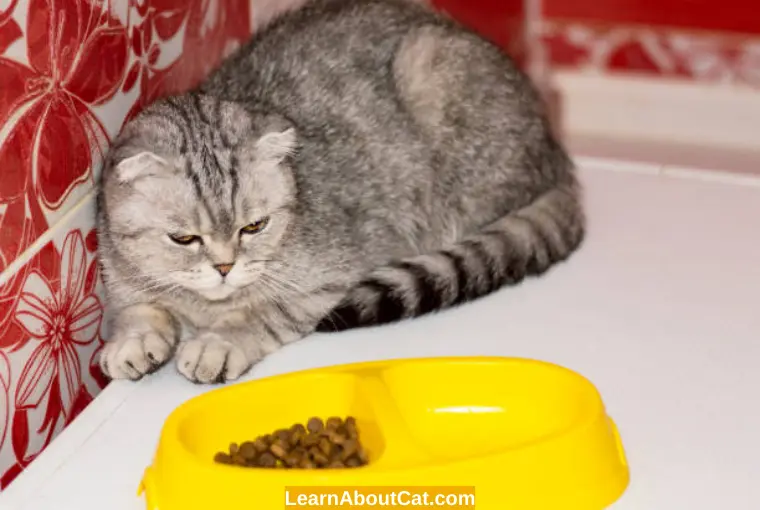 The Serious Problem With Ash in Cat Food