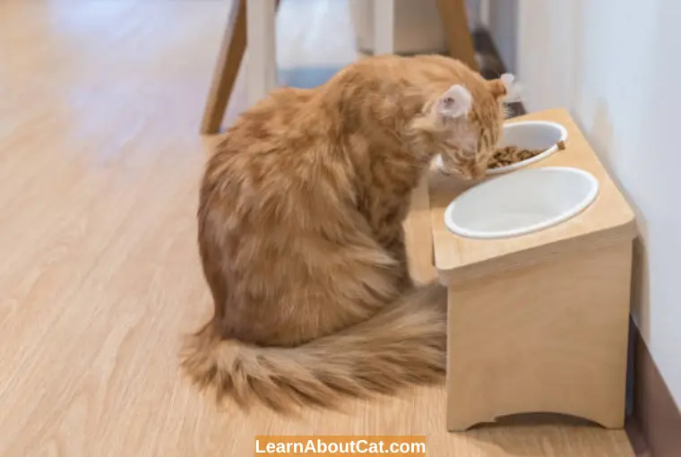 Tips - How Should I Choose the Best Elevated Cat Feeder