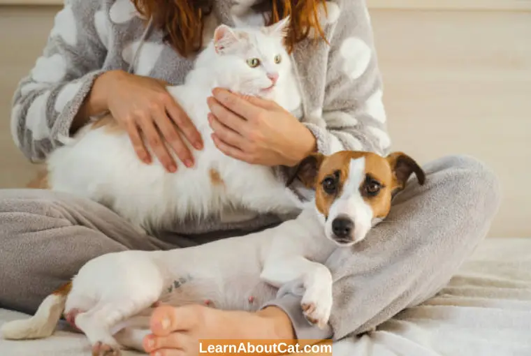 Ways To Reduce Pet Allergy Causes