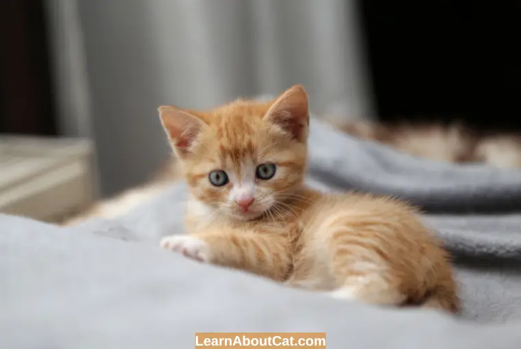 What Age Should Kittens Have Flea Treatment
