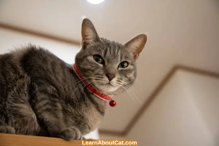 What Are The Dangers of Cat Collars