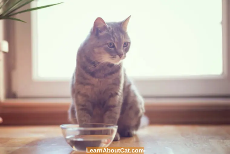 What Are the Dangers If a Cat Does Not Drink Enough Water