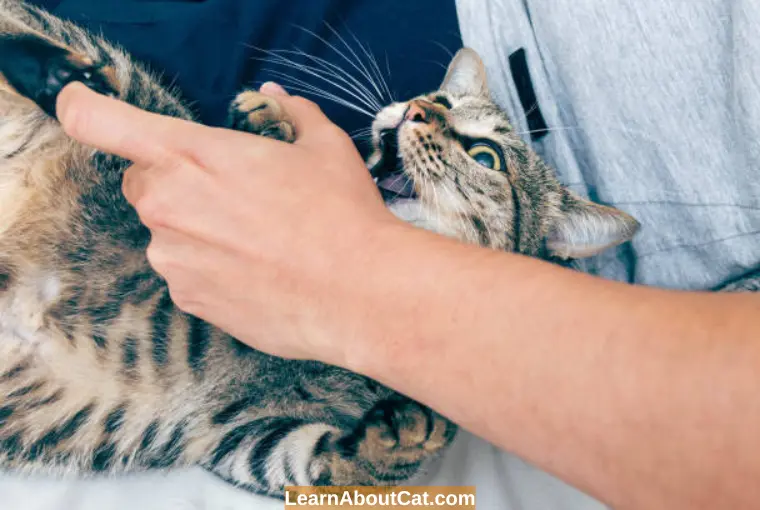 What Causes Cats to Attack their Owners Randomly