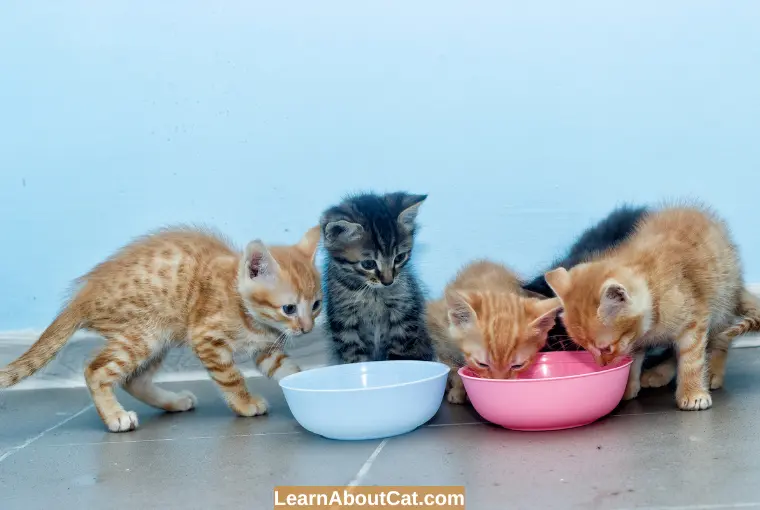 What Do Kittens Eat