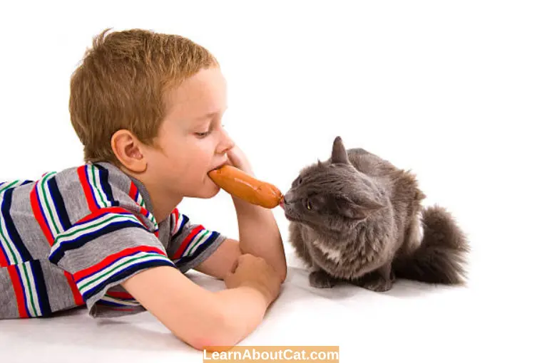 What Happens If Cats Eat Hot Dogs
