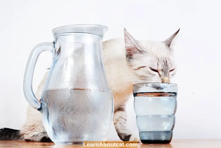 Cat Not Eating or Drinking How Long Can a Cat Survive? LearnAboutCat