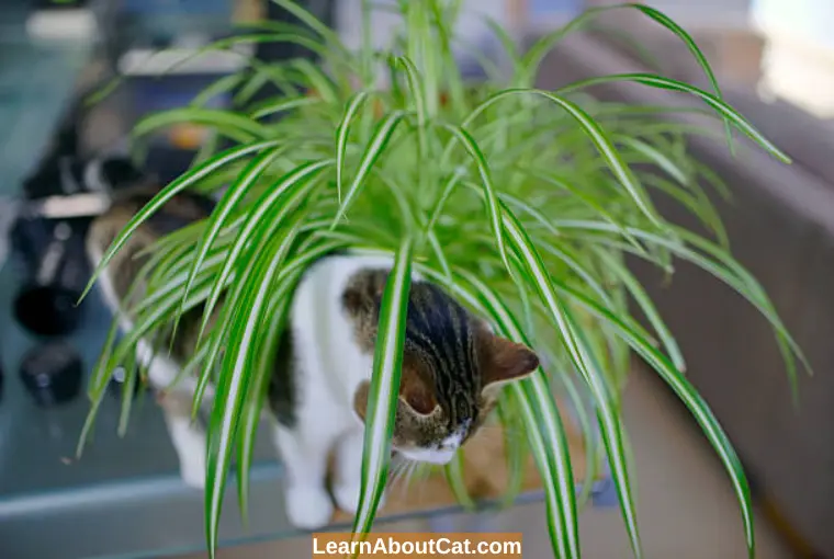 What Happens if a Cat Eats a Spider Plant