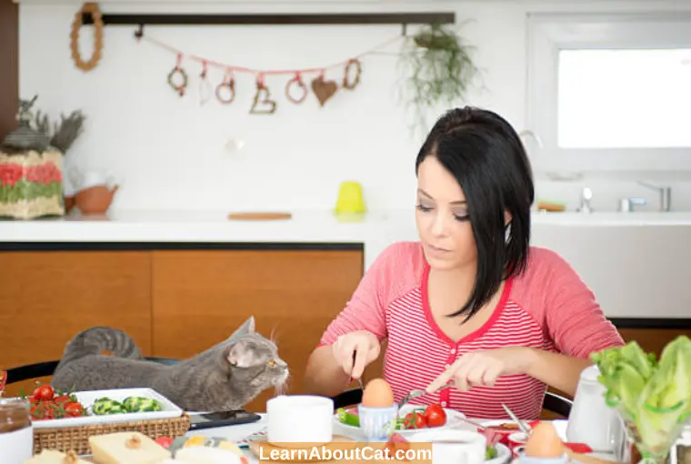 What Human Foods Can Cats eat
