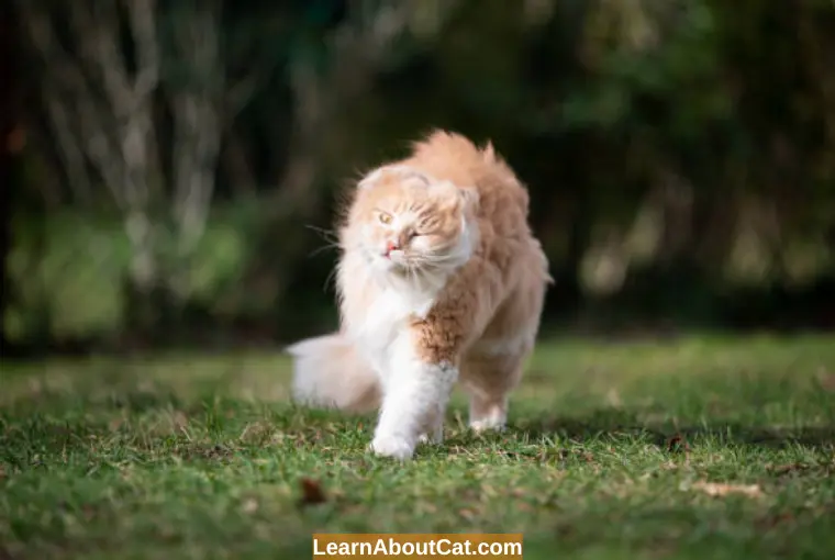 What Should You Do If Your Cat has Constant Head Shaking but Doesn't have Mites
