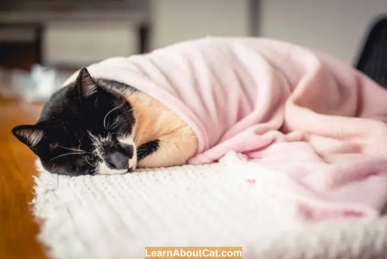What Symptoms or Signs Does a Cold Cat Shows