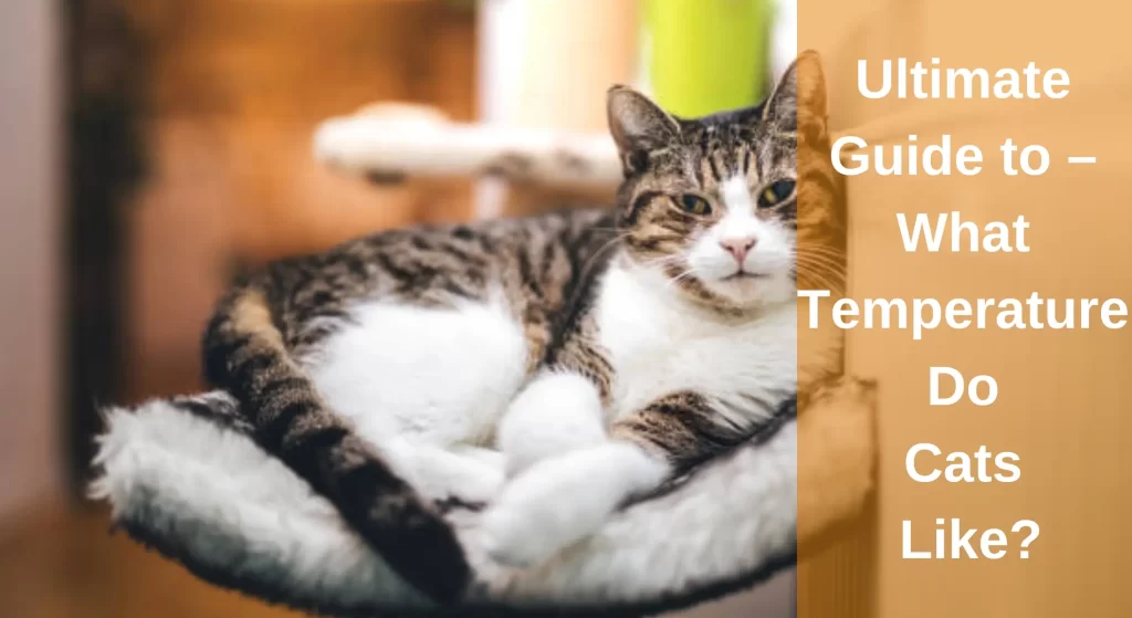 The Ultimate Guide to What Temperature Do Cats Like? LearnAboutCat