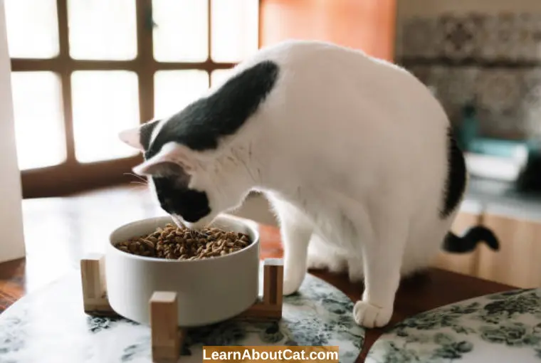 What To Do When Senior Cat Stops Eating