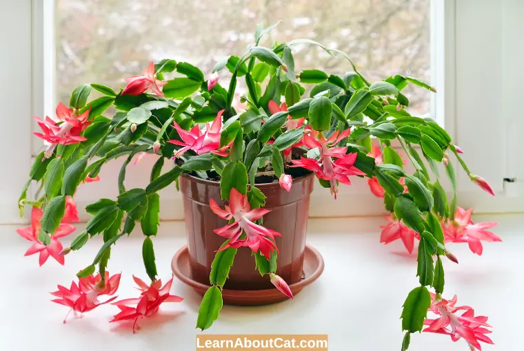 What To Do if Your Cat Eats a Christmas Cactus