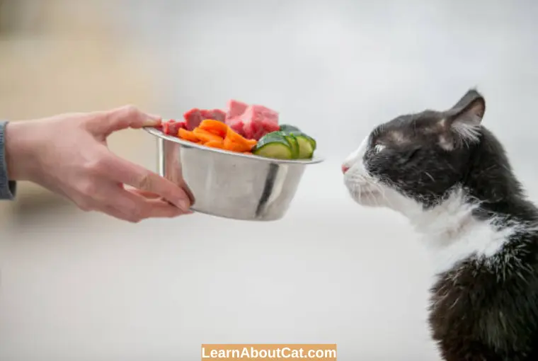 What are Healthier Alternatives to Spicy Food for Cats