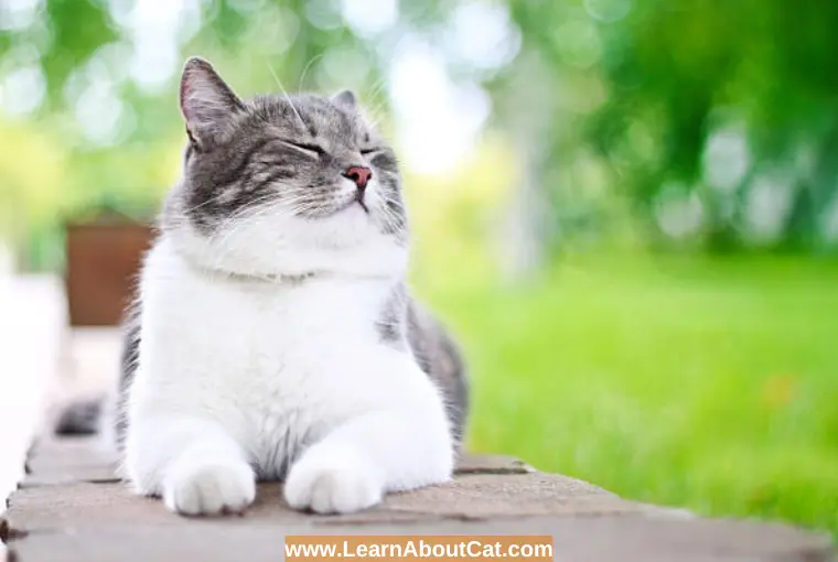 What are the Health Risks Associated with Cats that are Overweight
