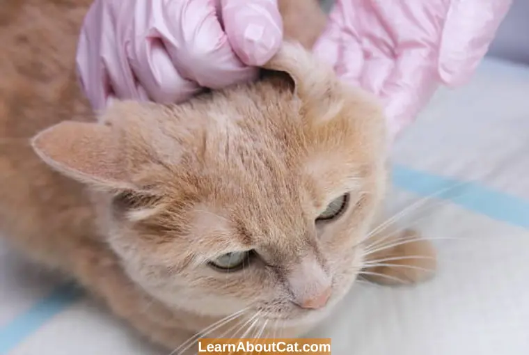 What is Cat Ear Wax