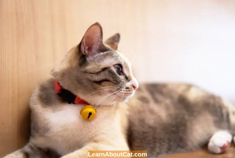 What is a Calming Collar for Cats
