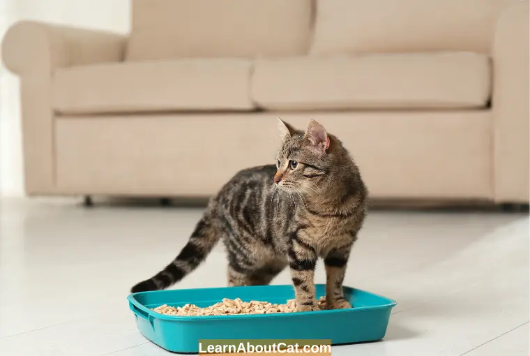 What is a Pine Pellet Cat Litter