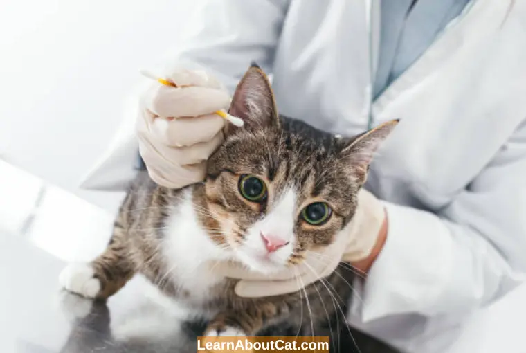 What is the Difference Between Cat Ear Wax vs Mites