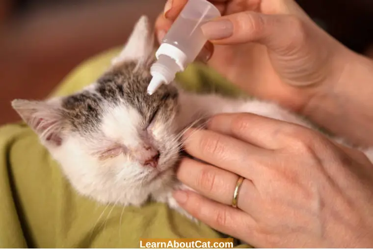 When Do Cats Need Eye Drops