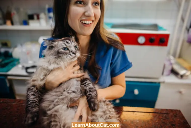 When Should You Take Your Cat To The Vet