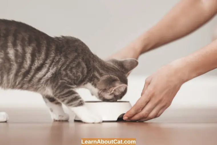 Which Foods Can Cats Eat