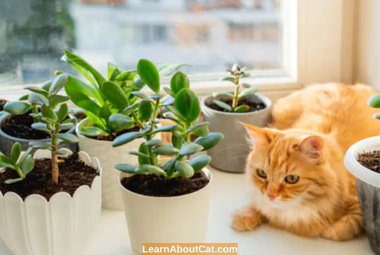 Which Other Holiday Plants are Dangerous to Cats and Dogs