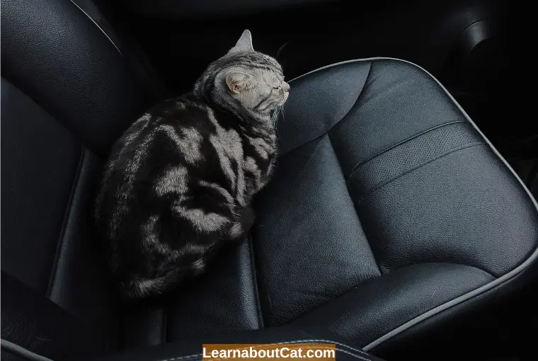 Cat Panting In Car