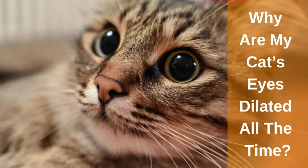 Why Are My Cat's Eyes Dilated All The Time? Here's What Might Be Going