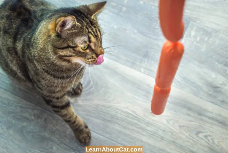 Why Hot Dogs are Bad for Cats