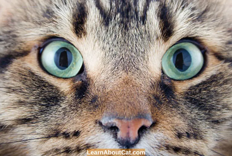 Why Are My Cat's Eyes Dilated All The Time? Here's What Might Be Going