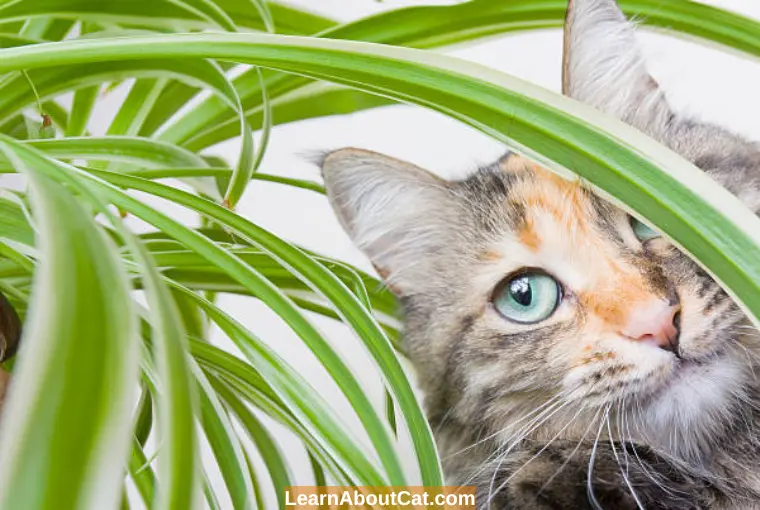 Why Do Cats Like Spider Plants