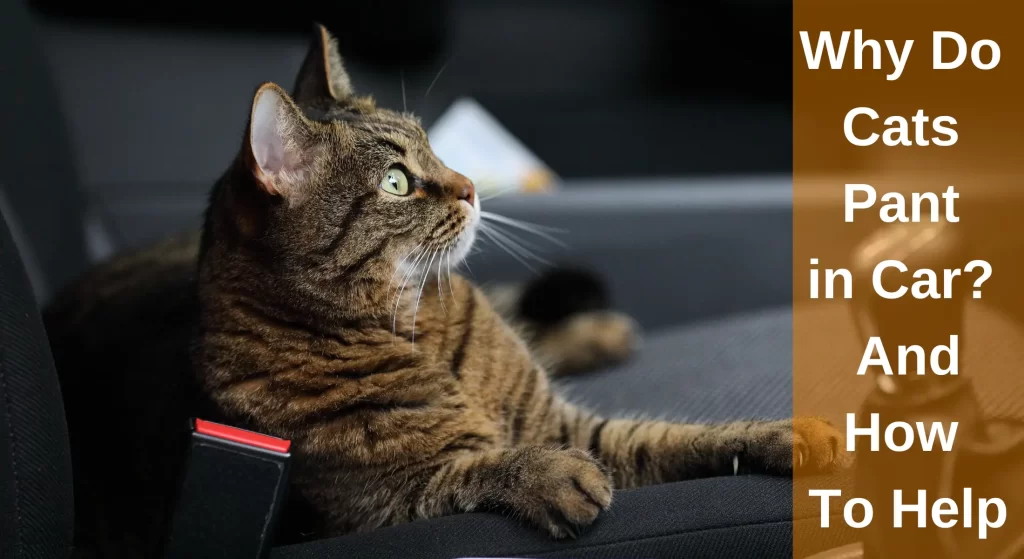 Why Do Cats Pant in Car? And How To Help LearnAboutCat