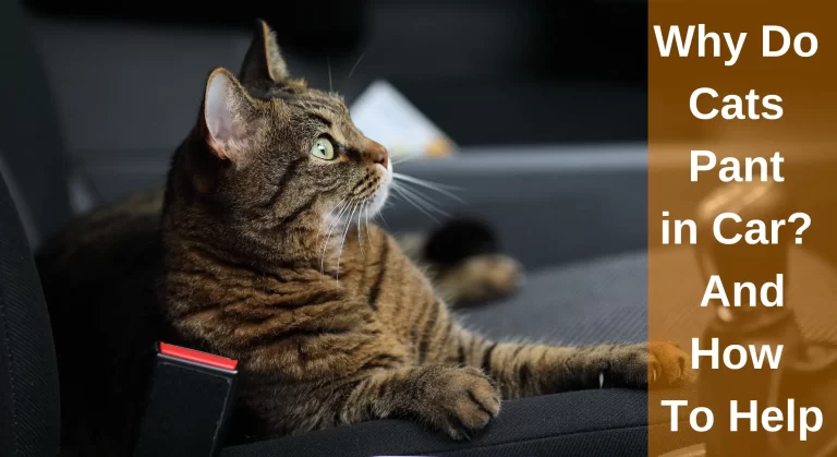 Why Do Cats Pant in Car? And How To Help