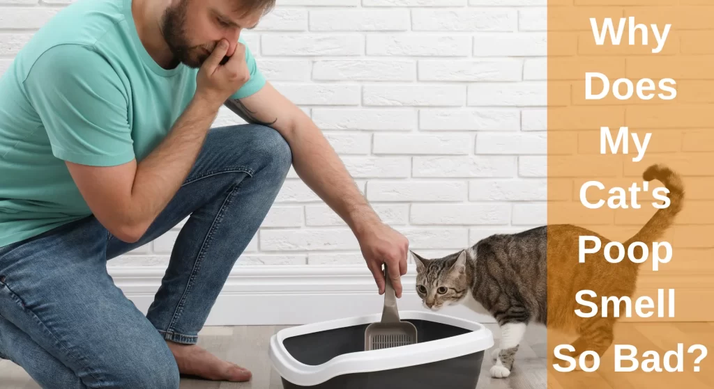 Why Does My Cat's Poop Smell So Bad? Causes and Remedies LearnAboutCat