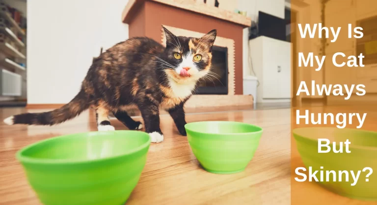 Why Is My Cat Always Hungry But Skinny? What You Need To Know
