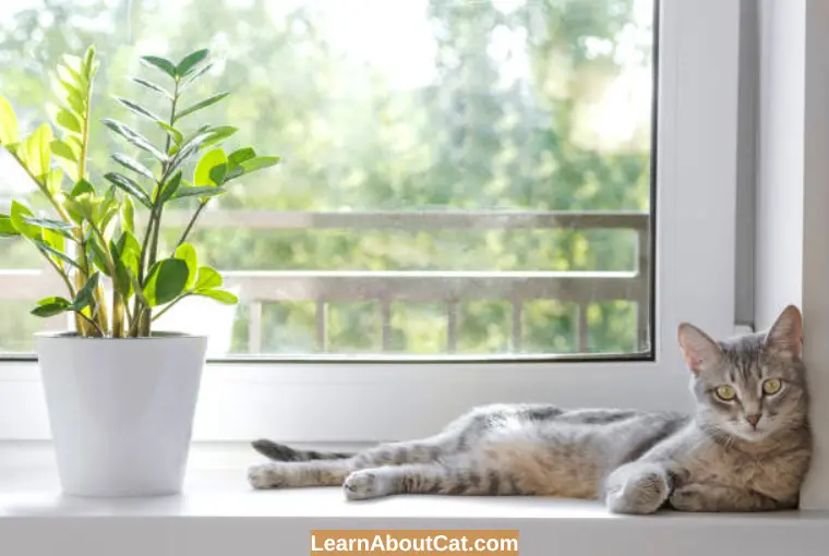 Toxicity Symptoms of ZZ Plants in Cats