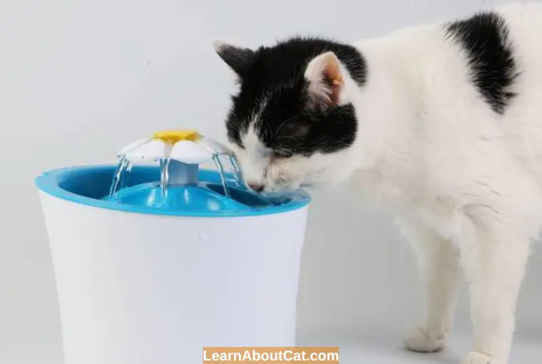 Why is Drinking Water so Important for Cats