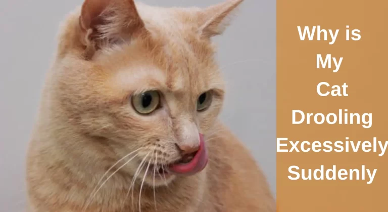 Why is My Cat Drooling Excessively Suddenly?- Top 7 Reasons Explained