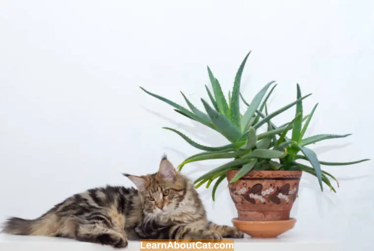 Are Aloe Plants Safe for Cats Is Aloe Vera Plant Toxic To Cats