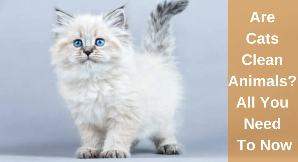 Are Cats Clean Animals? All You Need To Now LearnAboutCat