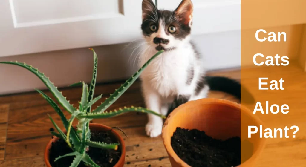 Can Cats Eat Aloe Plant? How To Keep Cats Away From It? LearnAboutCat