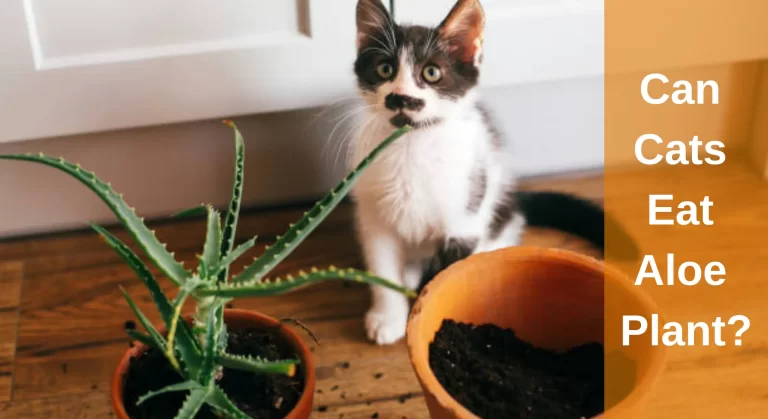 Can Cats Eat Aloe Plant? How To Keep Cats Away From It?