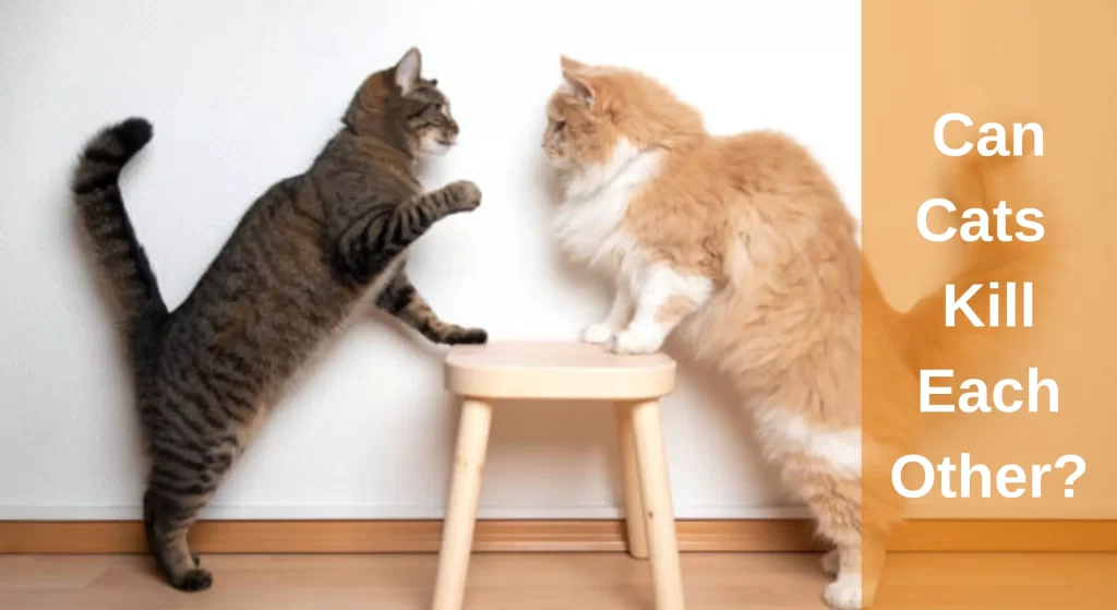 Can Cats Kill Each Other? What You Need To Know LearnAboutCat